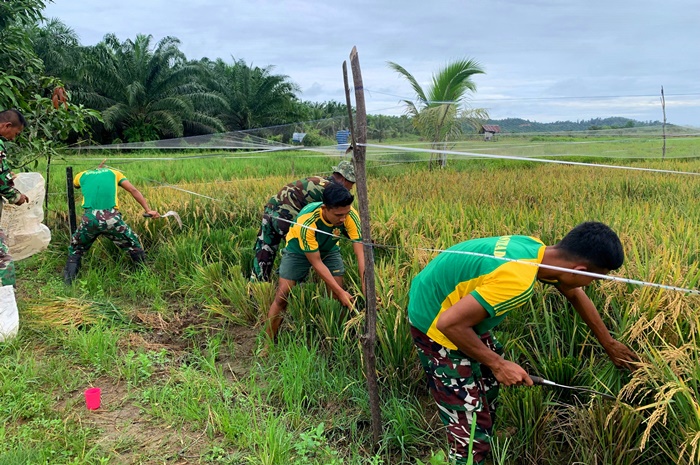Personel Satgas Pamtas Yonarmed 11 Kostrad Pos Kanduangan turut serta membantu warga dalam panen padi di Desa Sekaduyan Taka, Kecamatan Seimanggaris, Kabupaten Nunukan, Sabtu (15/02/2025). (foto: Peneleven/Narwan)