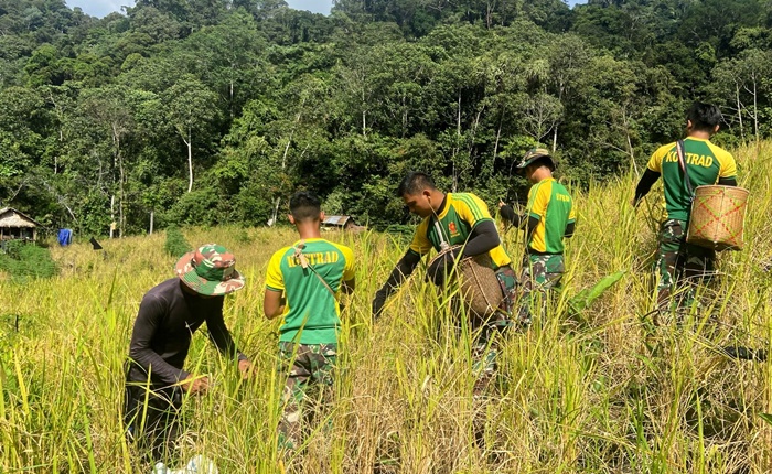 Satgas Pamtas Yonarmed 11 Kostrad Pos Lumbis melaksanakan panen padi gunung bersama warga Desa Duyan Kecamatan Lumbis Hulu, Kabupaten Nunukan, Selasa (25/02/2025). (foto: Peneleven/Narwan)