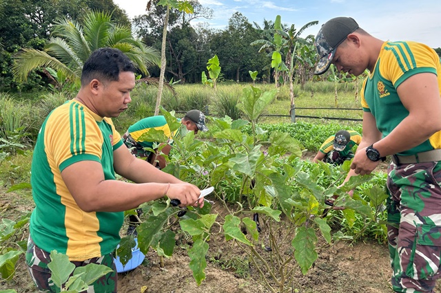 Satgas Pamtas Yonarmed 11 Kostrad Pos Aji Kuning panen sayuran dari hasil pemanfaatan lahan kosong sekitar pos di Desa Aji Kuning, Kecamatan Sebatik Tengah, Kabupaten Nunukan, Rabu (19/03/2025). (foto: Peneleven/Narwan)