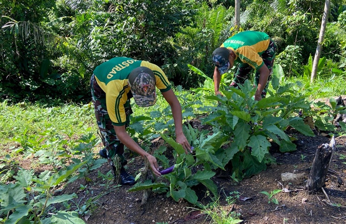 Satgas Pamtas Yonarmed 11 Kostrad terus berkomitmen dalam mendukung ketahanan pangan nasional dengan mengoptimalkan lahan kosong di Pos Salang, Kecamatan Tulin Onsoi, Kabupaten Nunukan, Kaltara, Kamis (13/03/2025). (foto: Peneleven/Narwan)