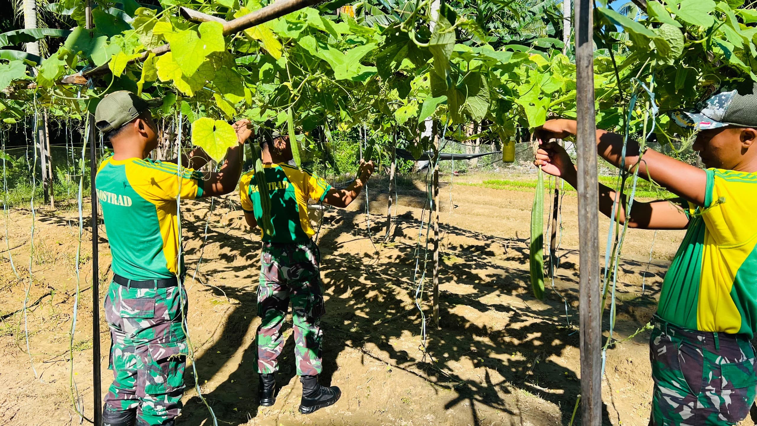 Satgas Pamtas Yonarmed 11 Kostrad Pos Tanjung Aru melaksanakan Pembinaan Teritorial (Binter) secara humanis melalui kegiatan merawat kebun sayuran bersama warga Tanjung Aru. (foto: Peneleven/Narwan) 