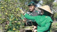 Danyonarmed 1 Kostrad, Mayor Arm Fauzi Raspati Al’Ansyori, memimpin kegiatan panen jeruk bersama prajurit dan Persit Kartika Chandra Kirana Ranting 2 Yonarmed 1 Kostrad di Kebun Jeruk Ajusta, Singosari, Kabupaten Malang, pada Rabu (16/07/2025). (foto: Penajusta/Narwan) 