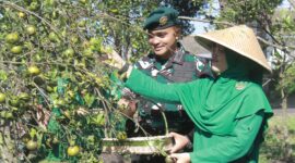 Danyonarmed 1 Kostrad, Mayor Arm Fauzi Raspati Al’Ansyori, memimpin kegiatan panen jeruk bersama prajurit dan Persit Kartika Chandra Kirana Ranting 2 Yonarmed 1 Kostrad di Kebun Jeruk Ajusta, Singosari, Kabupaten Malang, pada Rabu (16/07/2025). (foto: Penajusta/Narwan) 