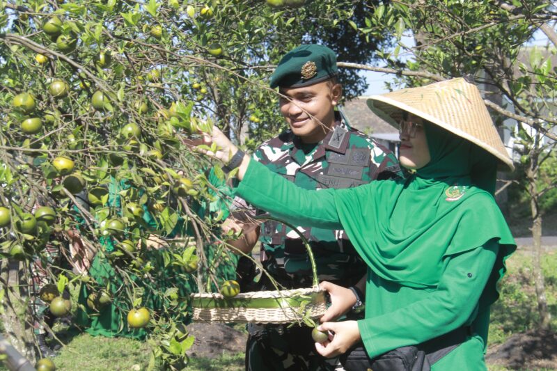 Danyonarmed 1 Kostrad, Mayor Arm Fauzi Raspati Al’Ansyori, memimpin kegiatan panen jeruk bersama prajurit dan Persit Kartika Chandra Kirana Ranting 2 Yonarmed 1 Kostrad di Kebun Jeruk Ajusta, Singosari, Kabupaten Malang, pada Rabu (16/07/2025). (foto: Penajusta/Narwan) 