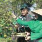 Danyonarmed 1 Kostrad, Mayor Arm Fauzi Raspati Al’Ansyori, memimpin kegiatan panen jeruk bersama prajurit dan Persit Kartika Chandra Kirana Ranting 2 Yonarmed 1 Kostrad di Kebun Jeruk Ajusta, Singosari, Kabupaten Malang, pada Rabu (16/07/2025). (foto: Penajusta/Narwan) 